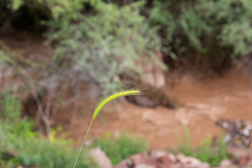A detailed close-up of a barley ear in a lush field in Alborz, Iran, highlighting its intricate structure and vibrant green hues.
