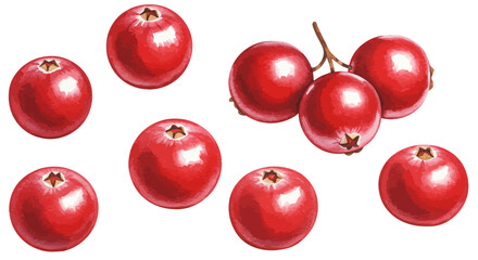 Watercolor Illustration Of A Vibrant Arrangement Of Cranberries Some Isolated And Others Clustered Showcasing The Artistic Technique On A White Background