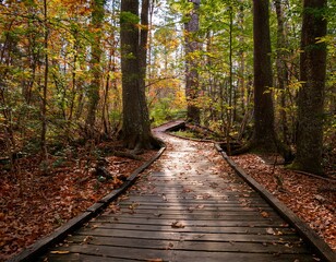 Obraz premium Wooden Boardwalk Winding Through