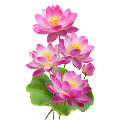 Elegant pink lotus flowers blooming with green leaves against a black background