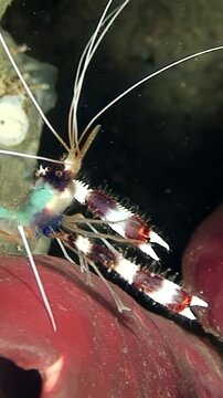 Experience intriguing behavior of boxer shrimp Stenopus hispidus as it navigates its coral reef habitat. Observe its unique coloration and movements up close in this captivating underwater setting.