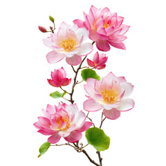 Exquisite pink lotus flowers with delicate petals and lush green leaves on black background