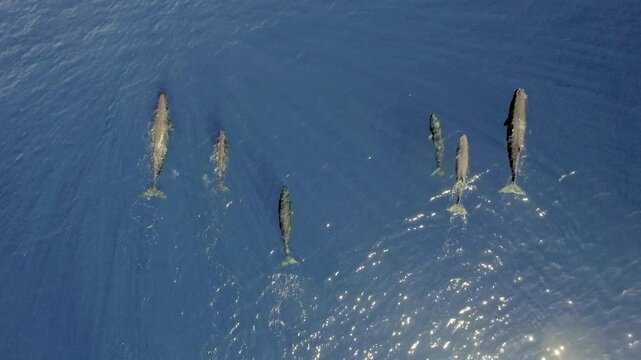 Witness a remarkable display of nature as a family of sperm whales swims gracefully through the deep blue waters of the Azores, accompanied by their playful cub exploring the ocean depths.
