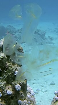 Immerse yourself in stunning aquatic landscape of Red Sea as Clavelina lepadiformis, known as light bulb sea squirt, gracefully sways amidst vibrant coral formations. Mesmerizing sight!