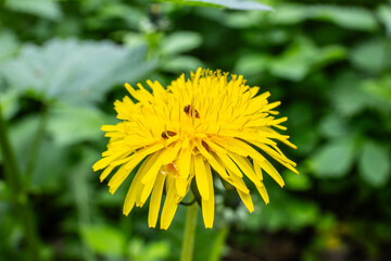 yellow dandelion flower