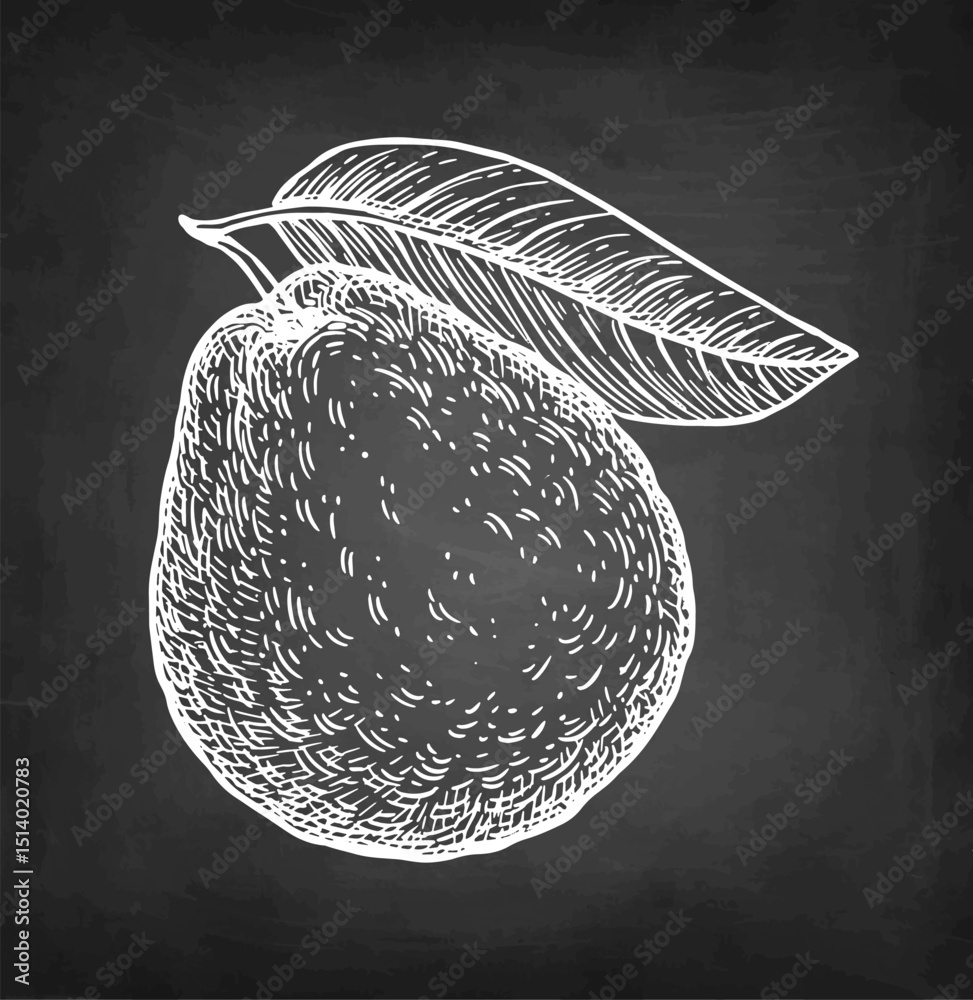 Canvas Prints guava with leaf chalk sketch