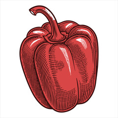 Red sweet pepper paprika  Sketch-style hand-drawn graphic artwork