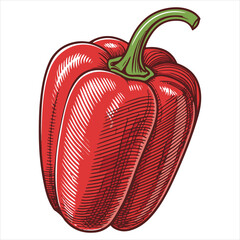 Graphic artwork of a whole red sweet bell pepper vintage engraving