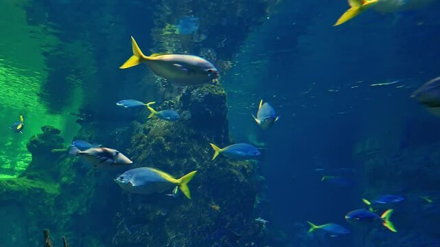 Group of tropical fish of Tanganyika Lake swimming in the clear blue water