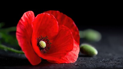 Bright Red Poppy Close-Up on Dark Background