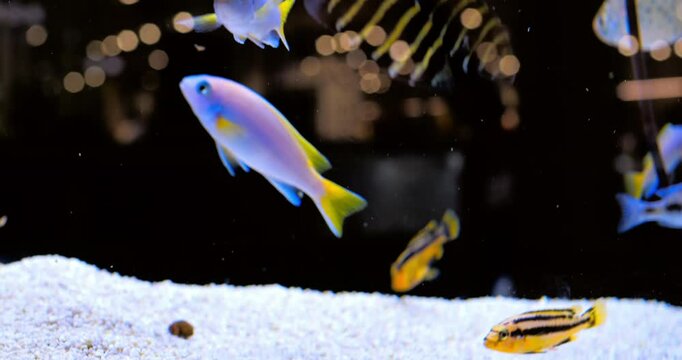 Several colorful african cichlids, including some electric yellow cichlids, are swimming in a fish tank with white sand and a dark background, out of focus lights in the background