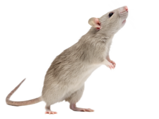 A light gray rat standing on its hind legs looking up with a black background in a studio shot