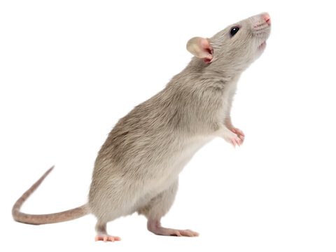A light gray rat standing on its hind legs looking up with a black background in a studio shot