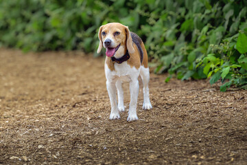 2025-05-30 A SMALL  BEAGLE STANDING ON A PATH WITH A GREEN BACKGROUND AT THE OFF LEASH DOG AREA AT MARYMOOR PARK IN REDMOND WASHINGTON