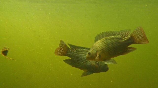 Underwater View of Tropical Fishes Swimming in a Lake Tanganyika