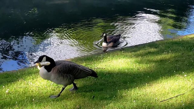 A Canadian goose grazes in the green grass in the park, summer time