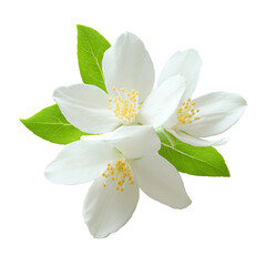Fototapeta premium Close-up of delicate white jasmine flowers with green leaves. The bright image captures the intricate details of the petals and the fresh, vibrant leaves.
