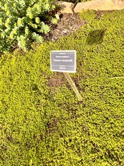 Thymus serpyllum in the spring garden. groundcover dense plants . Stunted creeping species. Alpine...