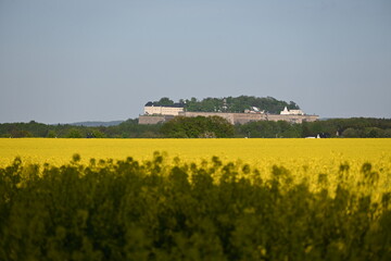field of rapeseed
