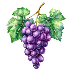 My Watercolor illustration, illustration violet grapes painting isolated on a white background, illustration, AI painting design, vector illustration set, eps format	