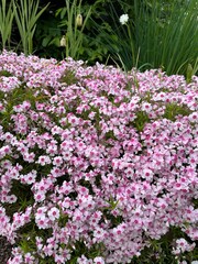 Pink blooming phlox subulata Daisy hill in spring garden.groundcover dense plants .a low-growing...