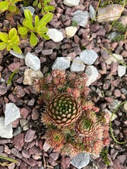 Sempervivum or stone rose in a spring garden . Alpine plants for a rocky garden. Nature background