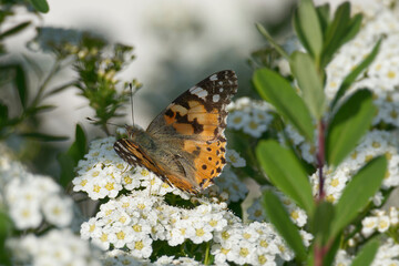 Painted Lady (Vanessa cardui) butterfly sitting on a white flower in Zurich, Switzerland