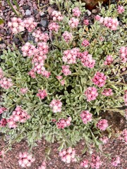 Antennaria dioica . soft pink fluffy inflorescences in a spring garden . Alpine plants for a rocky garden. Nature background