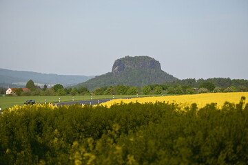 rice field in thailand