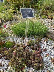 Sempervivum ruthenicum Schnittsp. et C.B. Lehm in the rocky garden. Stone rose flower.  Alpine...