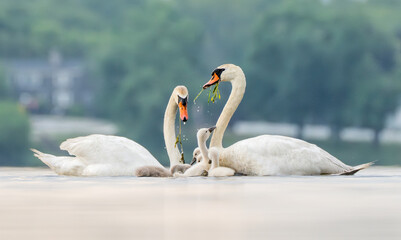 mute swan family with cygnets having a meal together on a pond