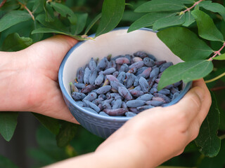 A woman holding a bowl of freshly harvested honeysuckle berries in her hands. Close up.