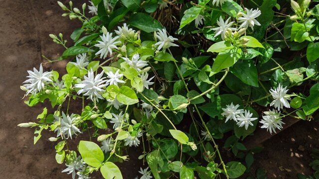 Flowering plant of Fresh Star Jasmine also called Iruvaatchi malli in India. Tropical fragrant white mogra flowers. multi layered jasmine flowers