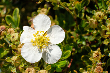 White cinquefoil - flower close-up garden plant