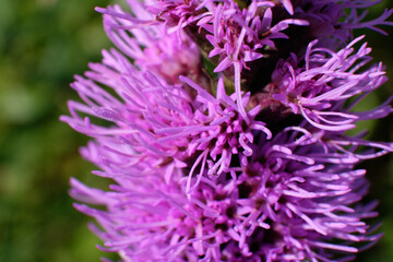 Purple flower is a garden plant in bloom