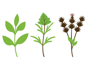 Fototapeta premium set of trees vector