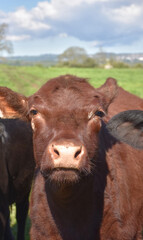 Sweet Face of a Chocolate Brown Cow