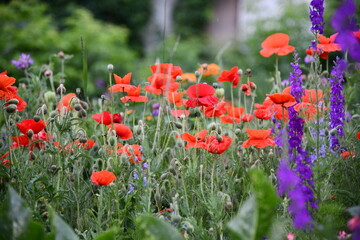 Flowers wall background with amazing red,orange,pink,purple,green and white chrysanthemum flowers