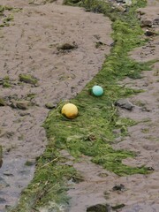 Seealgen im Flussbett bei Ebbe und Ankerbojen