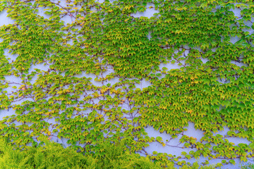 Lush Green Ivy Climbing Wall