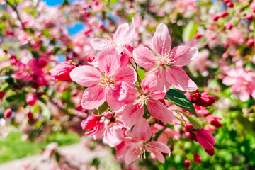 Cherry blossom branches adorned with pink flowers in a sunny spring garden