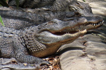 Alligator in Florida farm, closeup