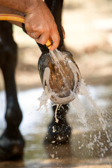 vertical photo of the horse hoof washing process. The topic of animal husbandry, care and veterinary medicine