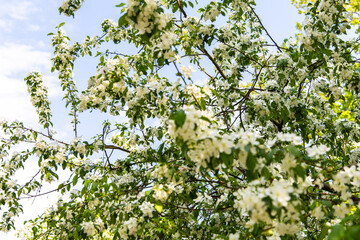 Blooming white flowers on a sunny spring day in a green garden