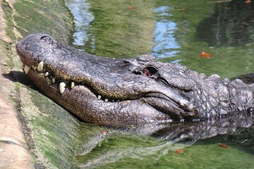 Alligator in Florida farm, closeup