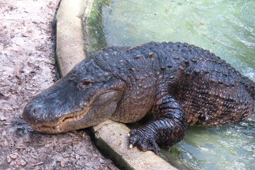 Alligator in Florida farm, closeup