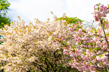 Obraz premium Blooming cherry trees display vibrant colors in a sunny park during springtime