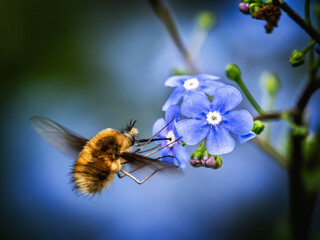 Wollschweber auf blauer Männertreu-Blüte im Frühling