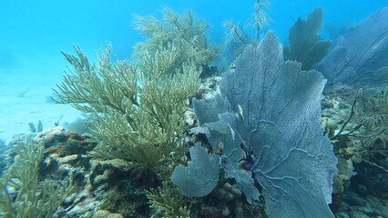 coral reef in the sea