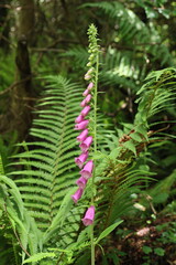 foxglove magenta wildflower on background of green fern